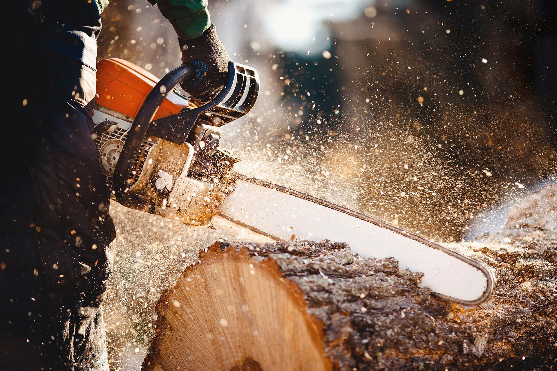 Chainsaw and Tree Felling Training